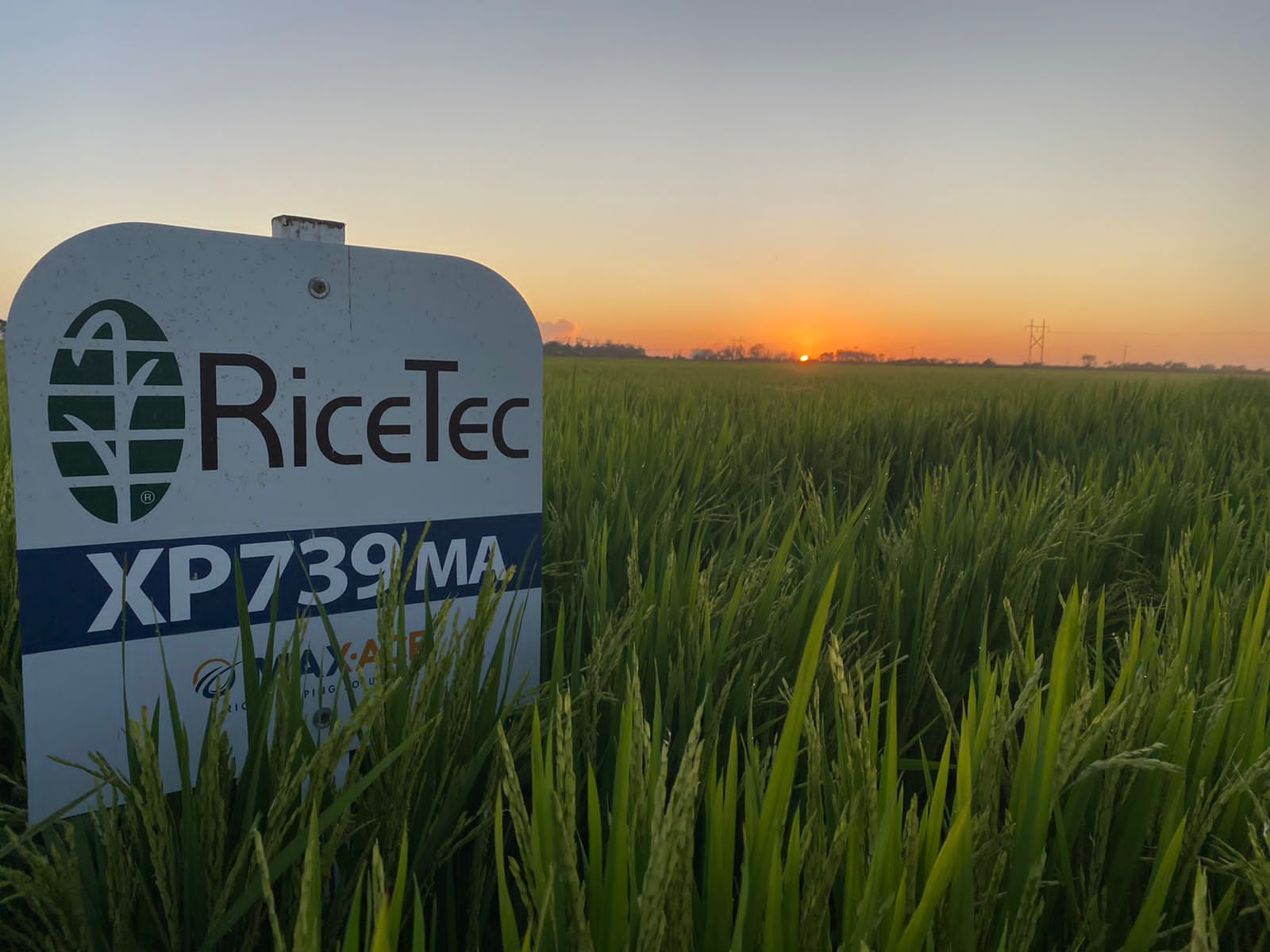 RiceTec leva tecnologia Max-Ace® para a Abertura da Colheita do Arroz 2023