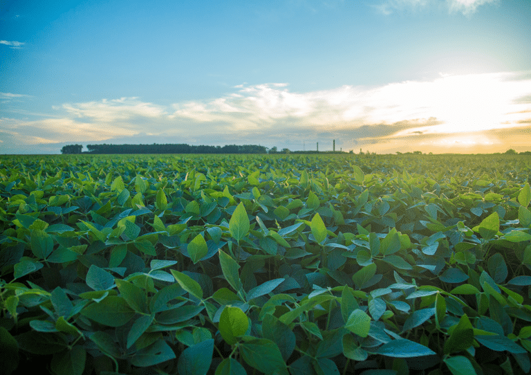 Valor da Produção Agropecuária previsto para 2023 tem o melhor resultado em 34 anos