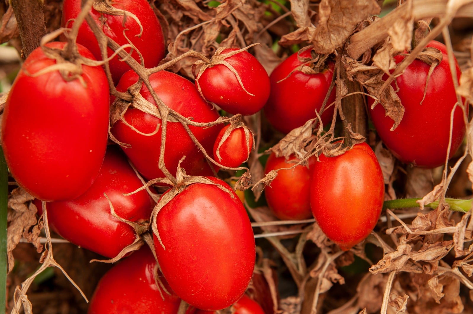 Valor Bruto da Produção do tomate deve crescer 45,1%, em Goiás