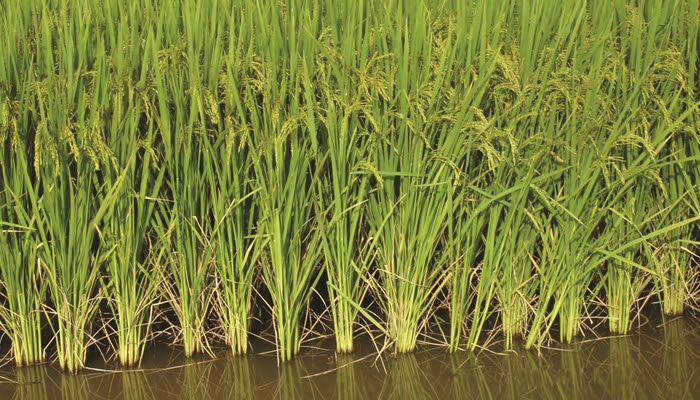 Levantamento para diagnóstico da cadeia produtiva e avanços em pesquisa com bioinsumos são apresentados na Câmara Setorial do Arroz do MAPA