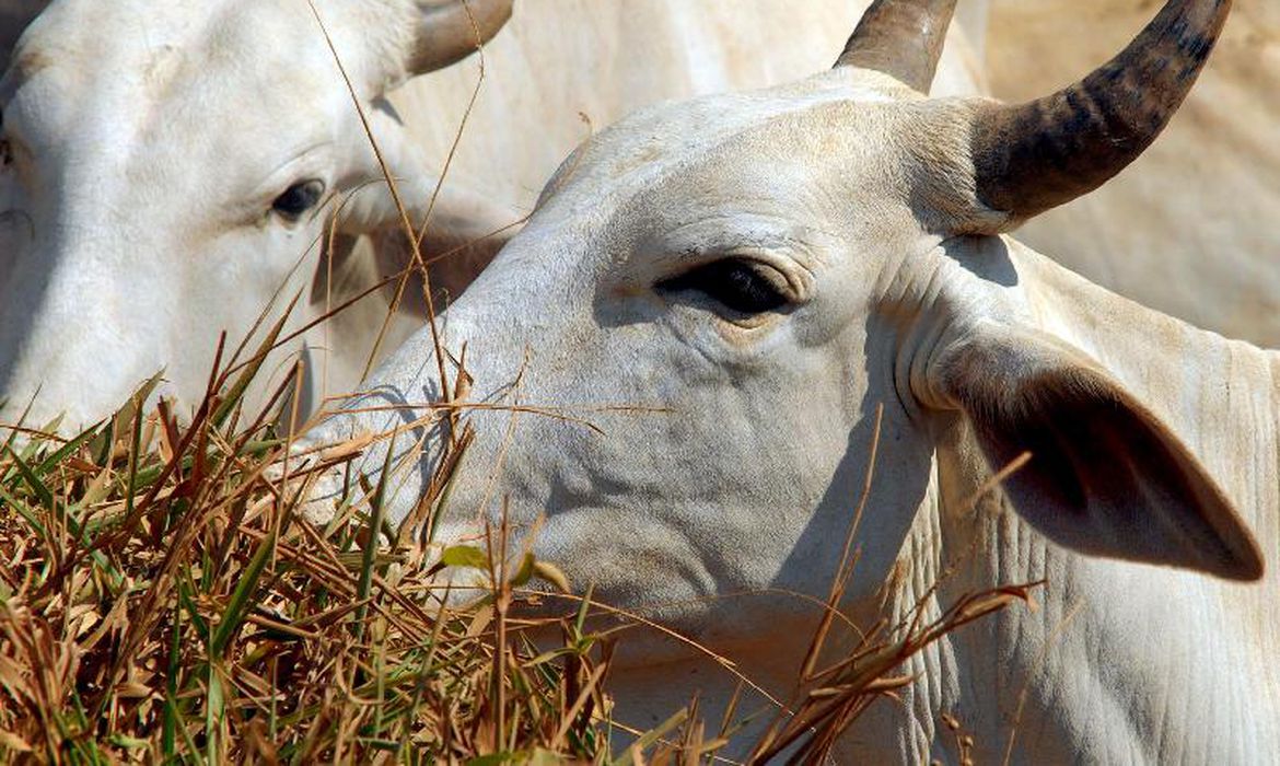 Mercado acompanha possível caso de mal da vaca louca no Pará