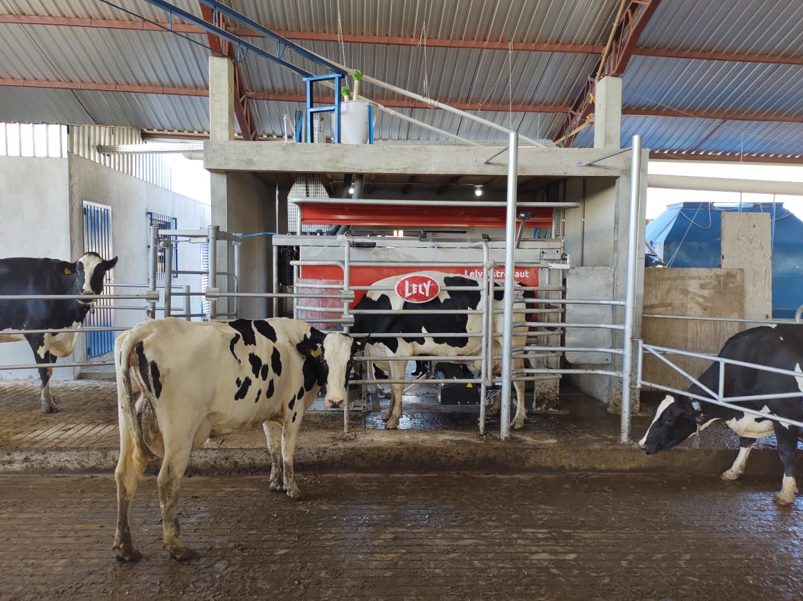 Investir em automação na produção leiteira aumenta produtividade por animal em grandes fazendas brasileiras