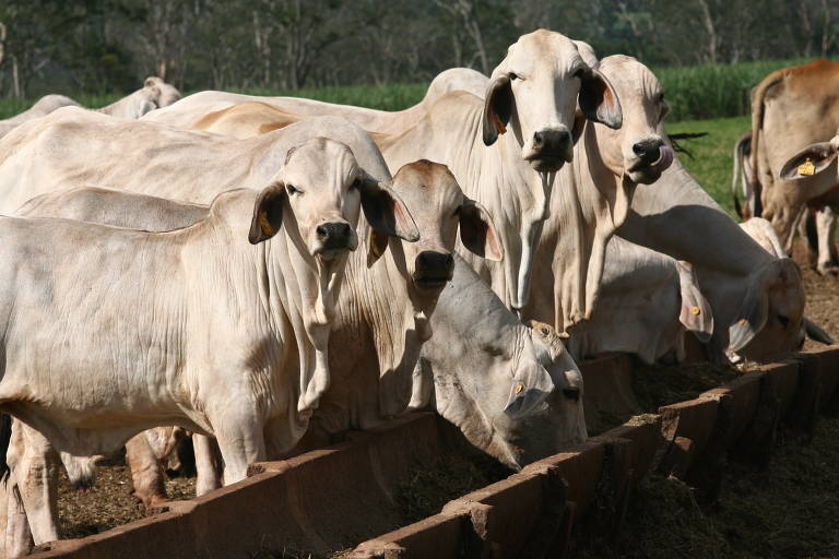 Brasil suspende temporariamente exportações de carne para a China