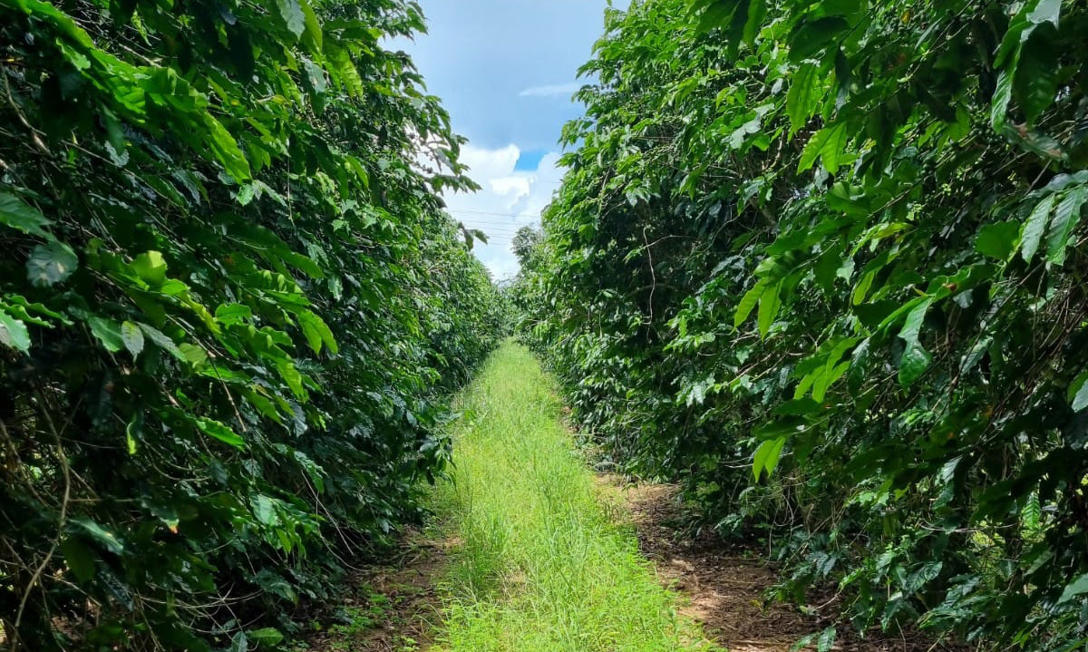 Cafeicultor amplia produção em 20% com manejo sustentável