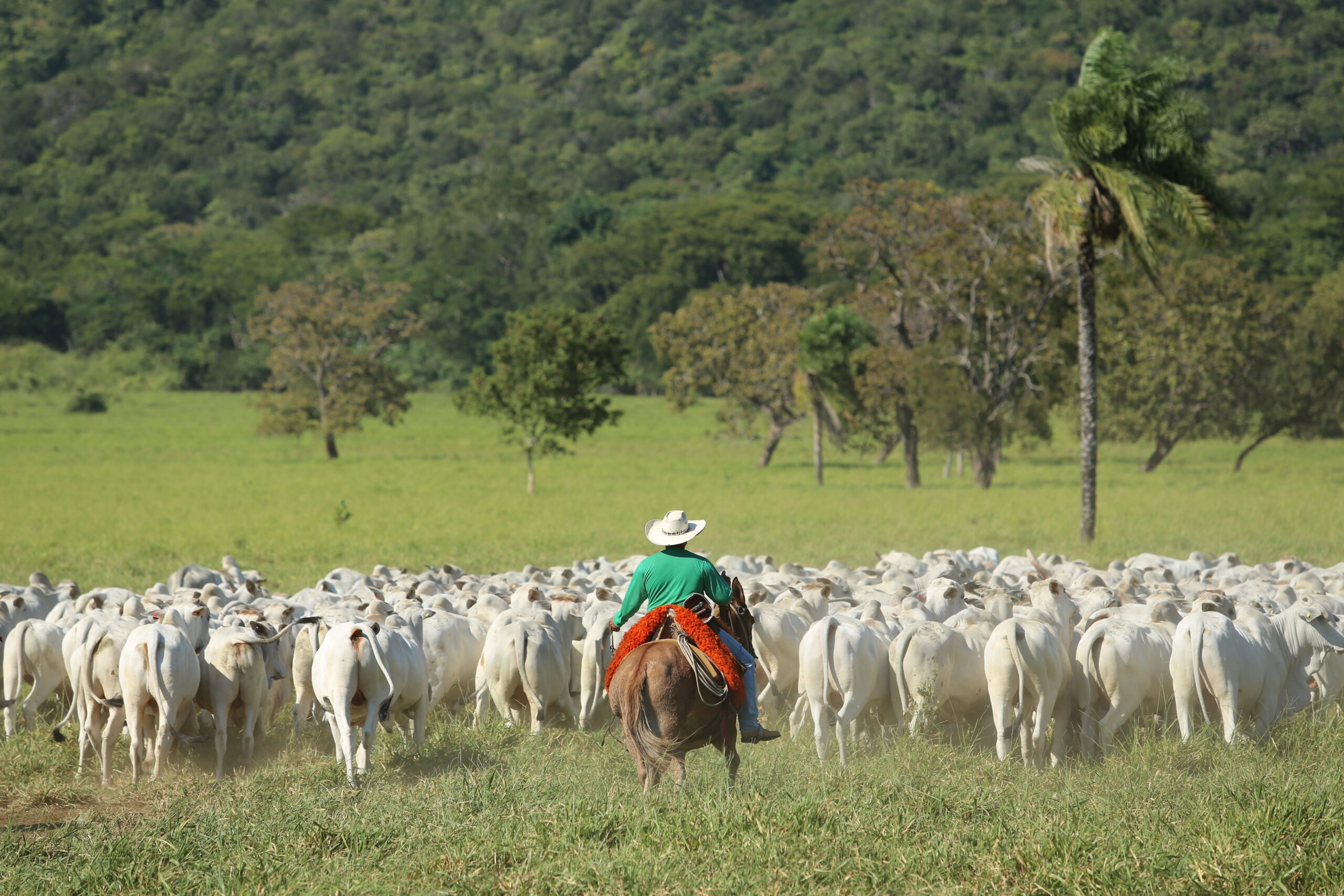 Pecuaristas podem aumentar eficiência produtiva com uso de genética melhorada