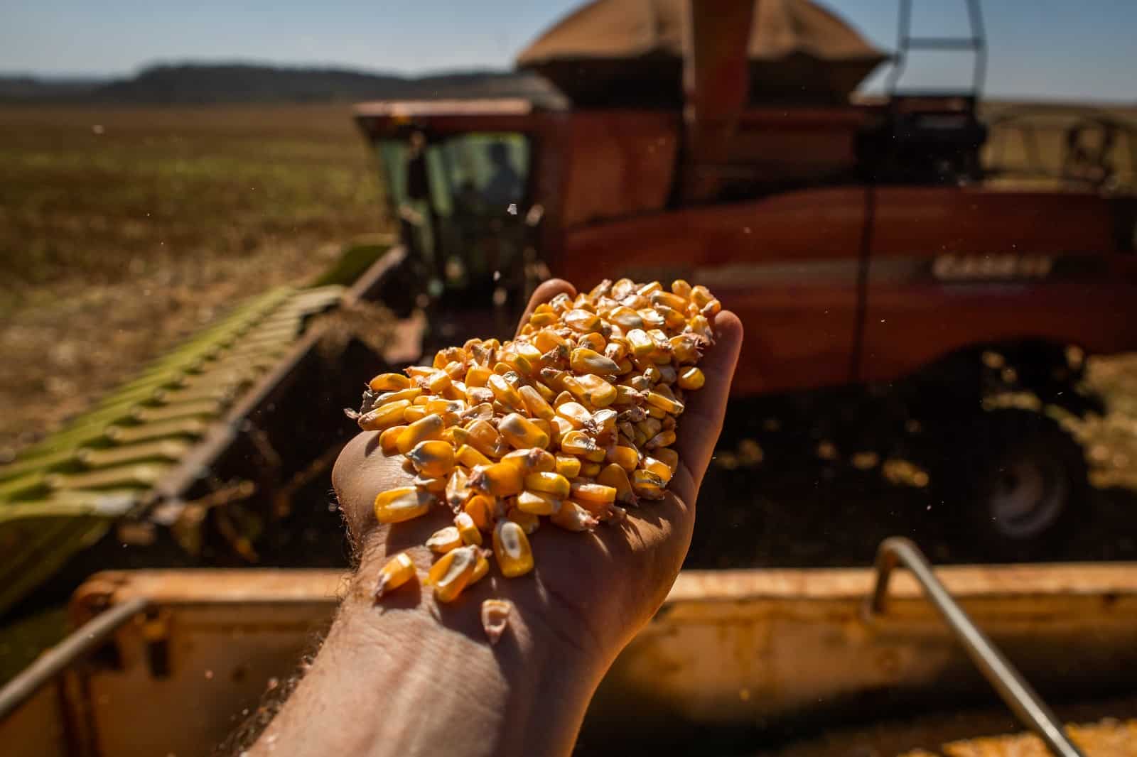 Milho ultrapassa soja e é o produto mais exportado do agro goiano no mês de janeiro