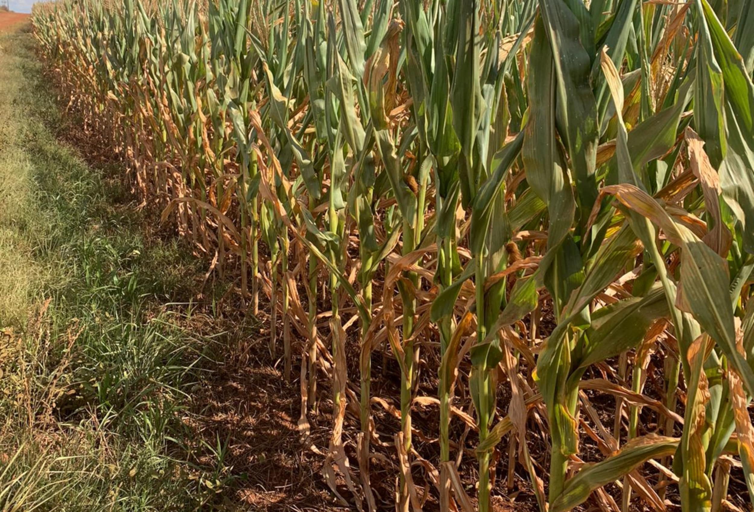 Produtor deve cuidar a natureza do crédito na renegociação de dívidas rurais