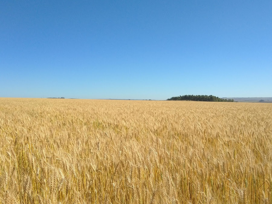 Opção de diversificação, trigo safrinha começa a ser plantado no Cerrado do Brasil Central