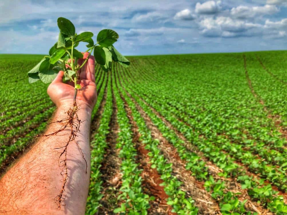 Bactérias inteligentes são indispensáveis na agricultura regenerativa