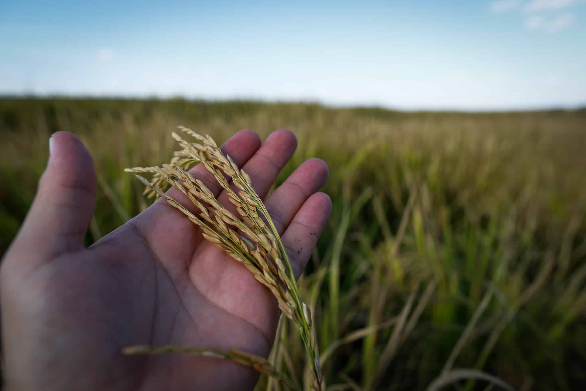 Em Goiás, VBP da produção de arroz tem projeção de crescimento de 24,5% em 2023