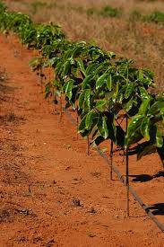 Irrigar o café pode até dobrar a produção por hectare