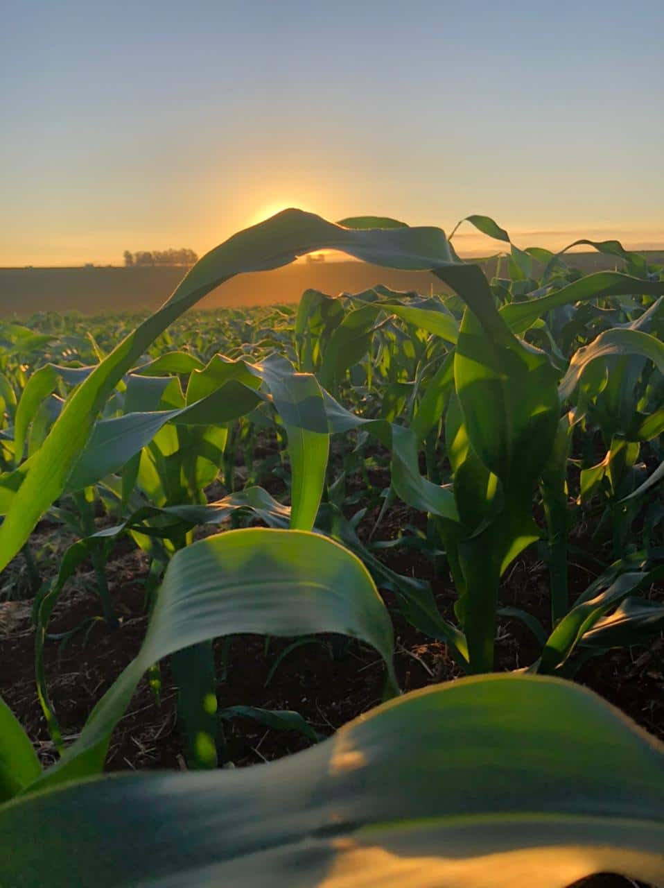 Soluções para proteção de soja, cana-de-açúcar e do milho serão apresentadas na 28ª edição da Agrishow