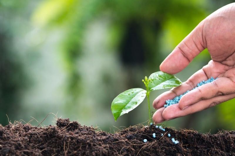 Adubo: um bom aliado para as plantas