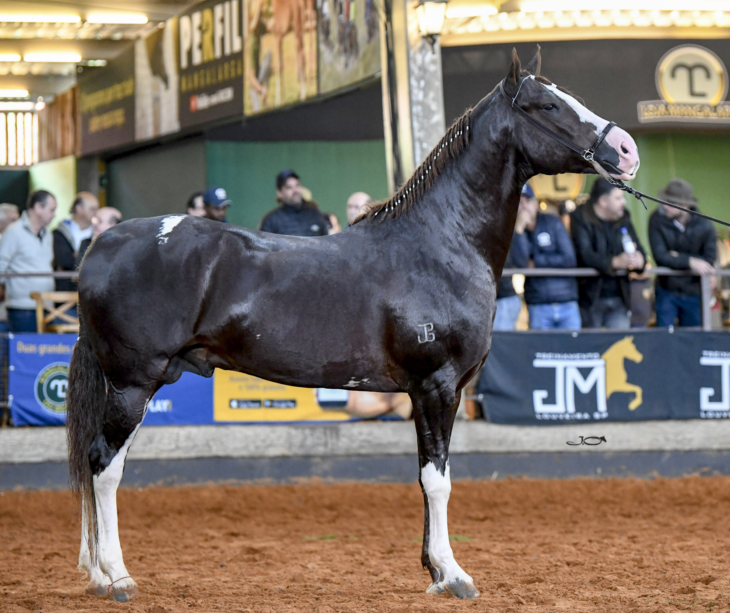 Cavalo mais caro que Ferrari vence três categorias em exposição de Belo  Horizonte, Minas Gerais