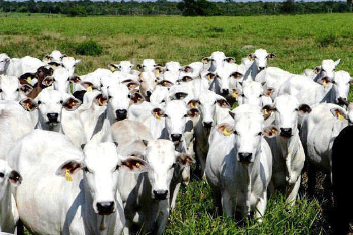 gado arquivo agência brasil ASCOM ADEPARÁ