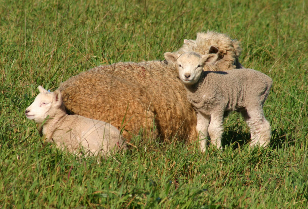 Registro de ovinos cresce próximo da 4% em 2023 e marca incremento na atividade