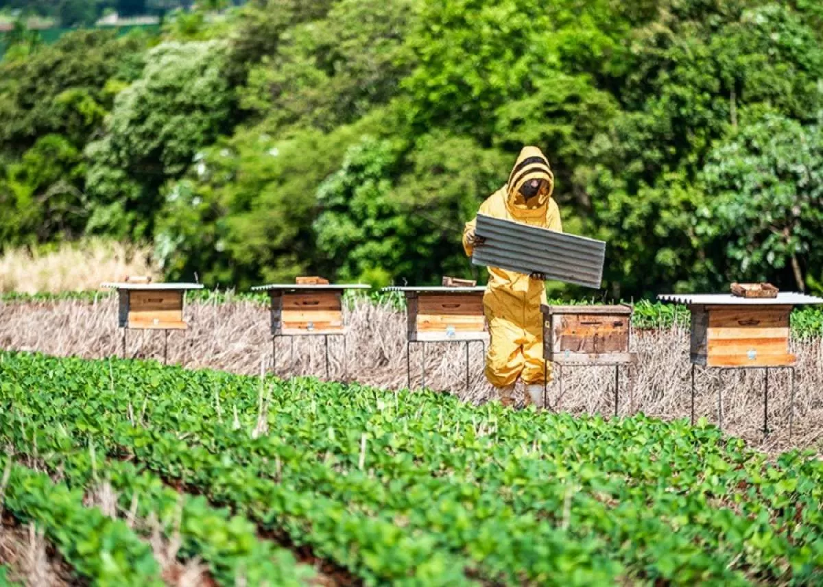Integração soja e abelhas permite ganho de 13% na produtividade