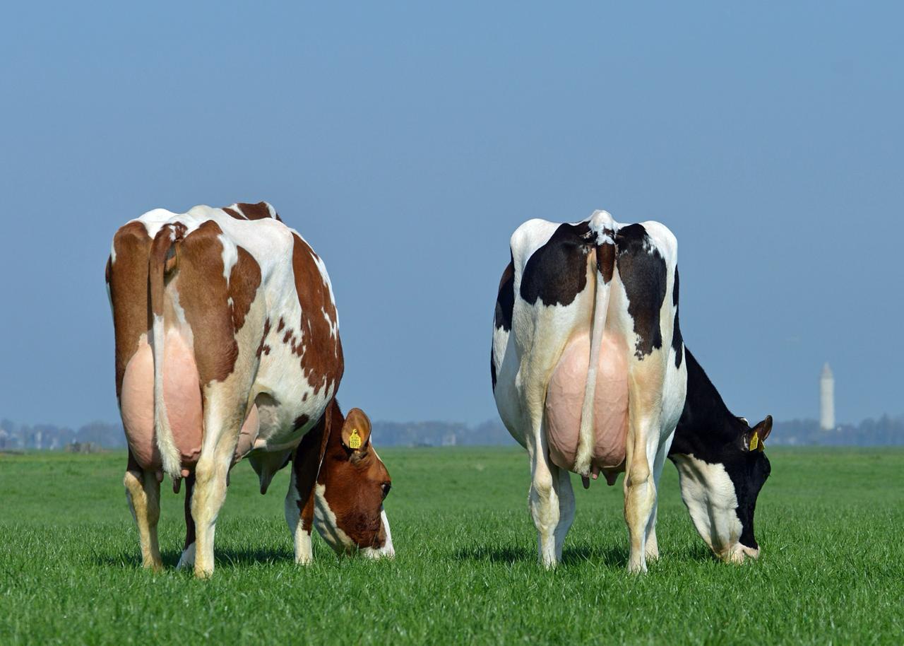 Suplementação lipídica na dieta de bovinos melhora performance e aumenta rentabilidade da propriedade
