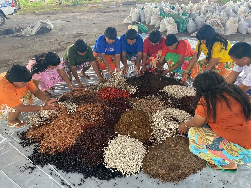 Mulheres xavantes coletam sementes nativas do Cerrado para reflorestar terra indígena no MT