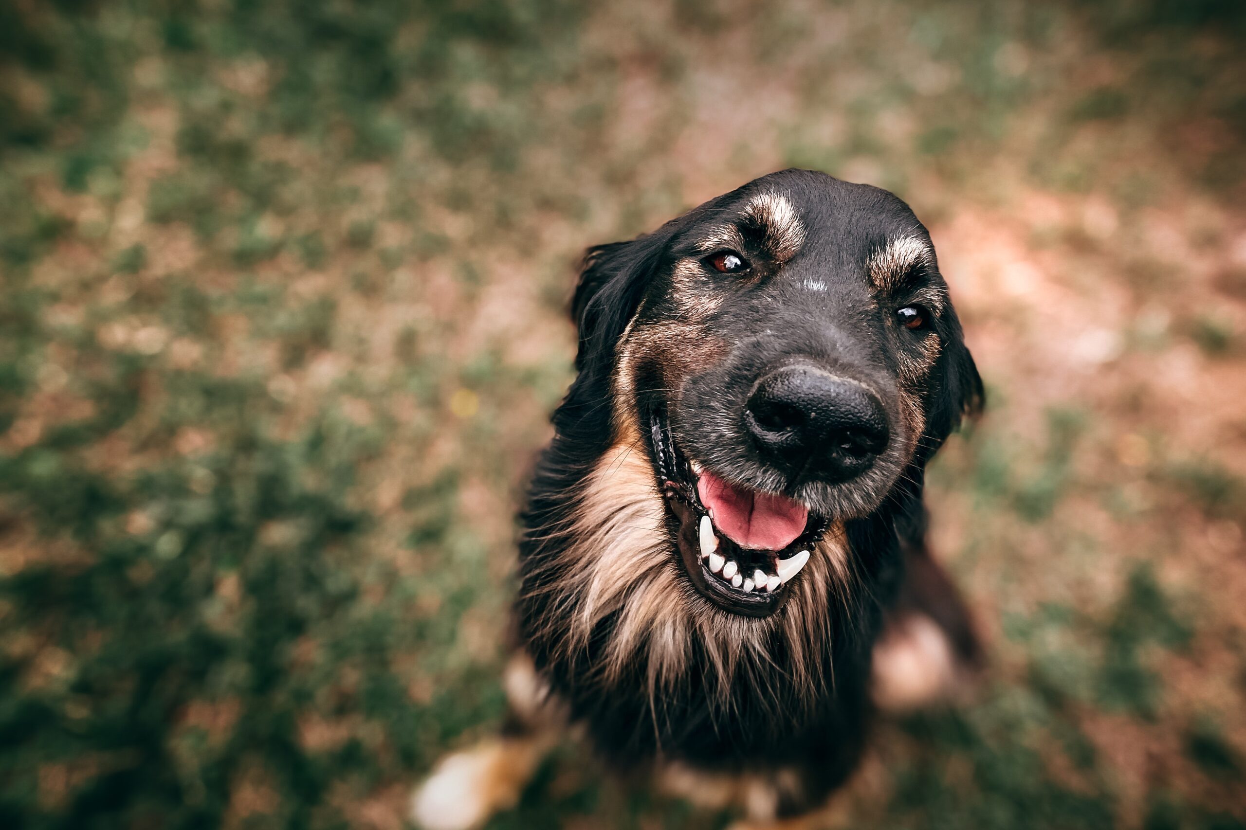 Controle de verminose em pets promove conceito de Saúde Única