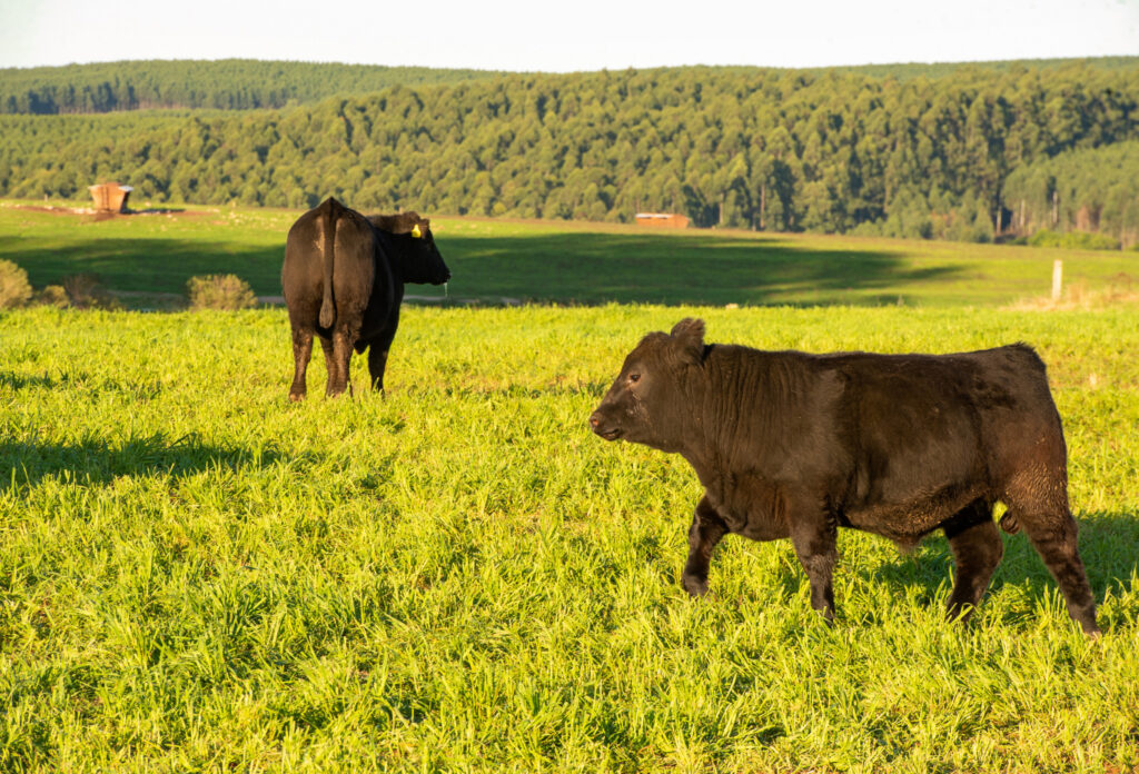 Pecuaristas iniciam venda de terneiros da safra após temporada com preço estável