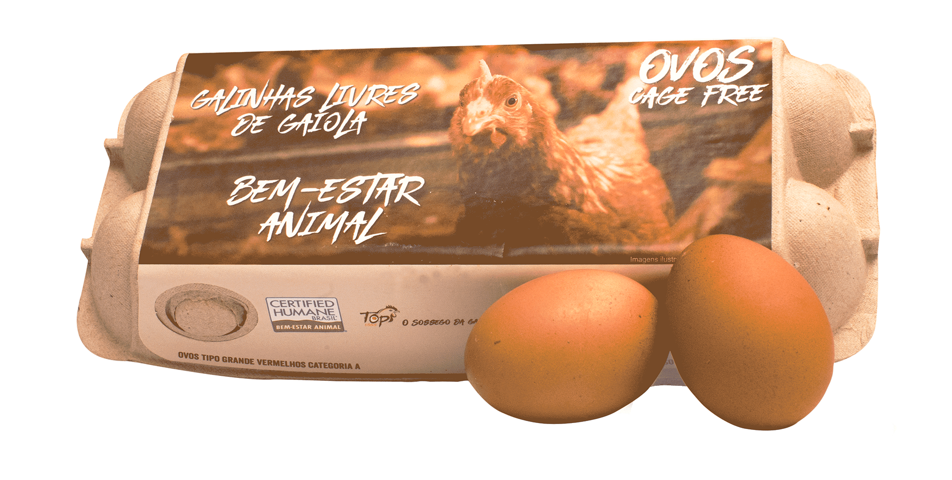 Top Eggs adota SAP Business One da Ramo Curitiba e transforma desafios em oportunidades