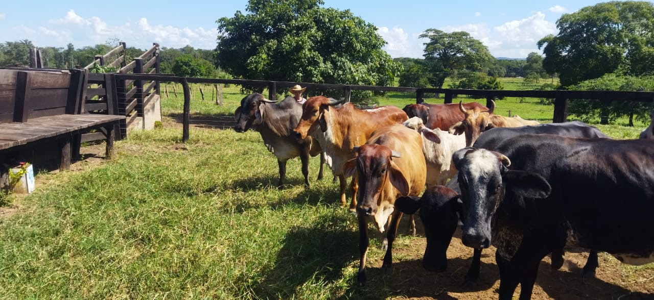 Senar-MT ajuda produtor de leite a prosperar e enfrentar o período de seca