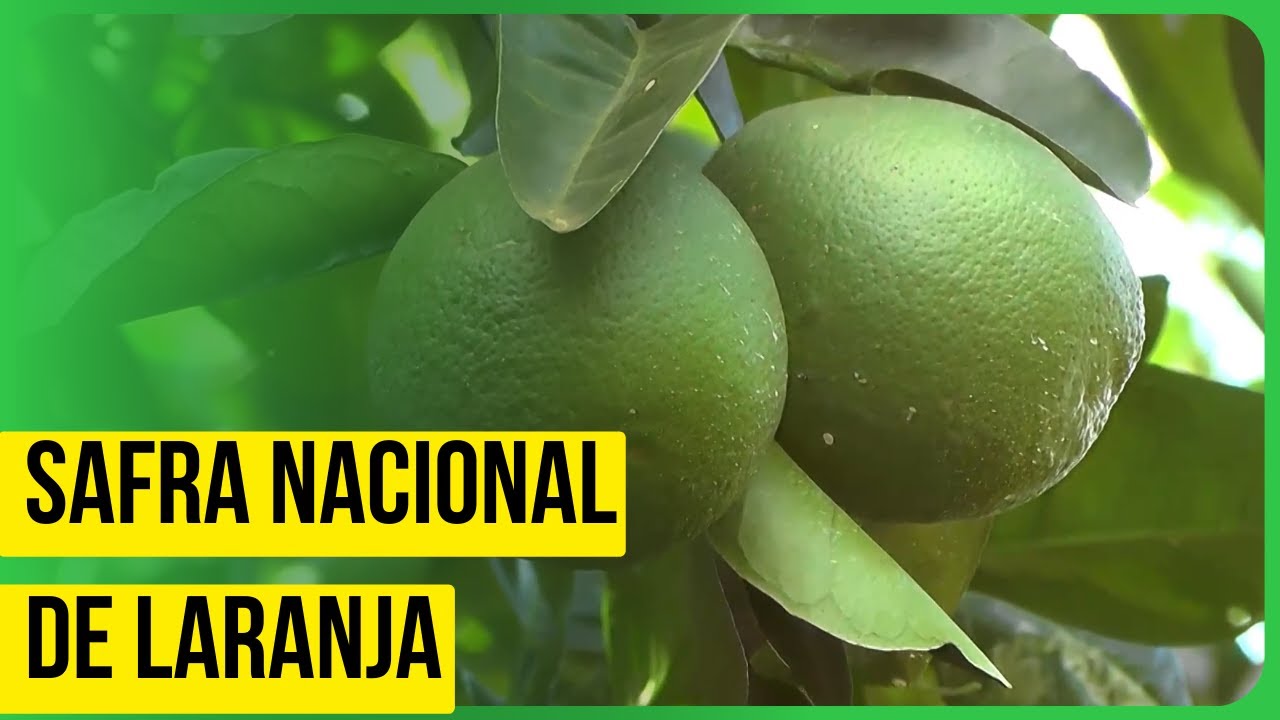 Citricultura: Greening prejudica produção de laranja