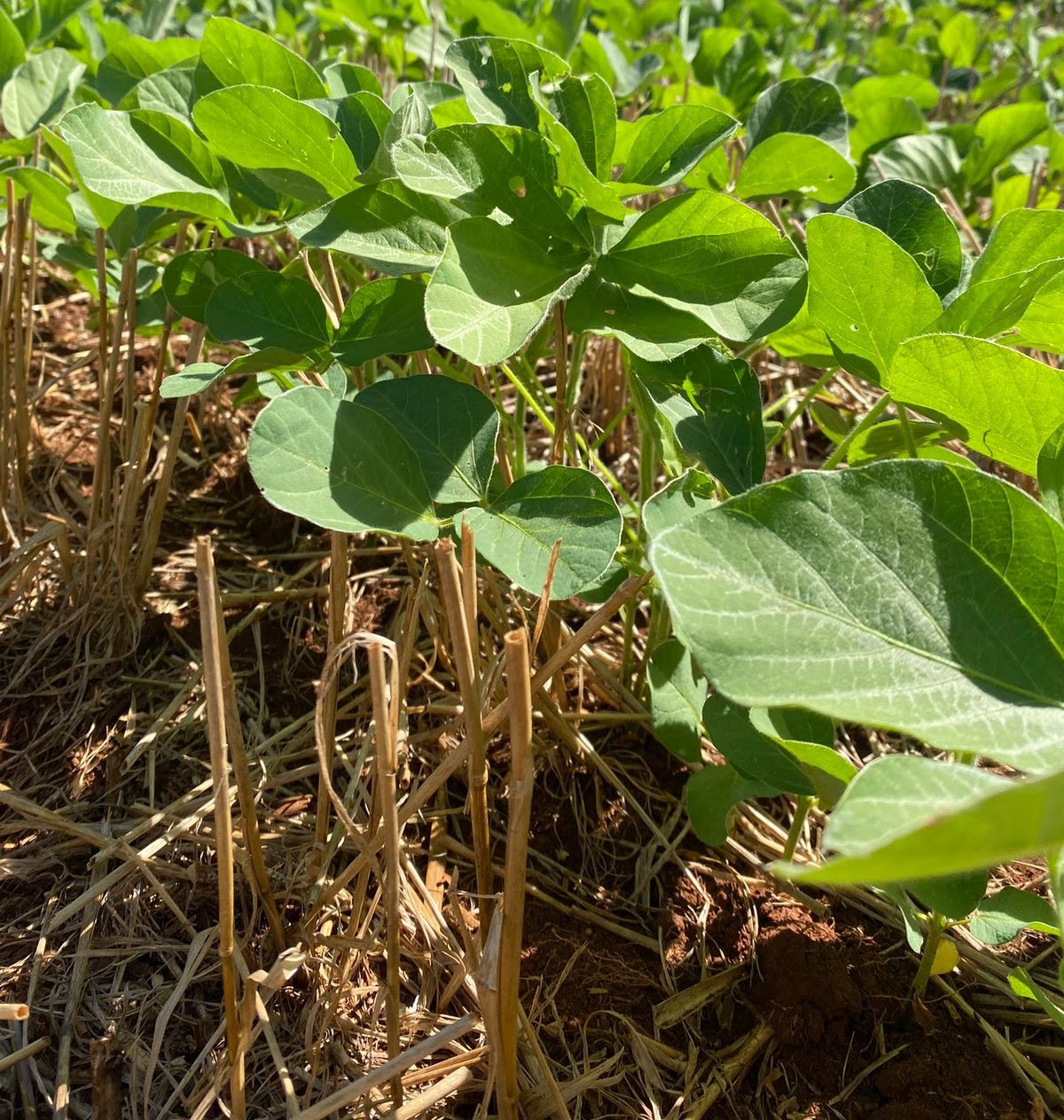 Empresa catarinense lança o primeiro fertilizante organomineral do Brasil com presença de óxidos