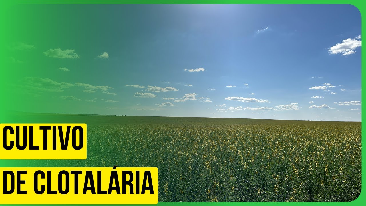 Cultivo de crotalária: melhora a fertilidade do solo