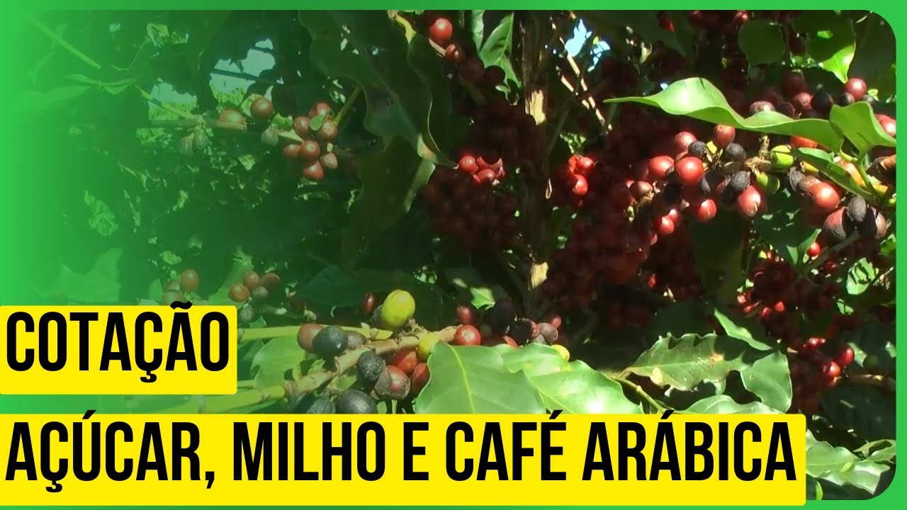 Cotação do açúcar, café arábica e milho