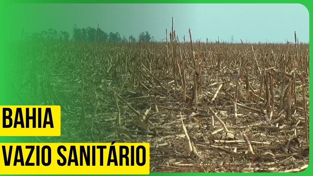 Vazio sanitário na Bahia