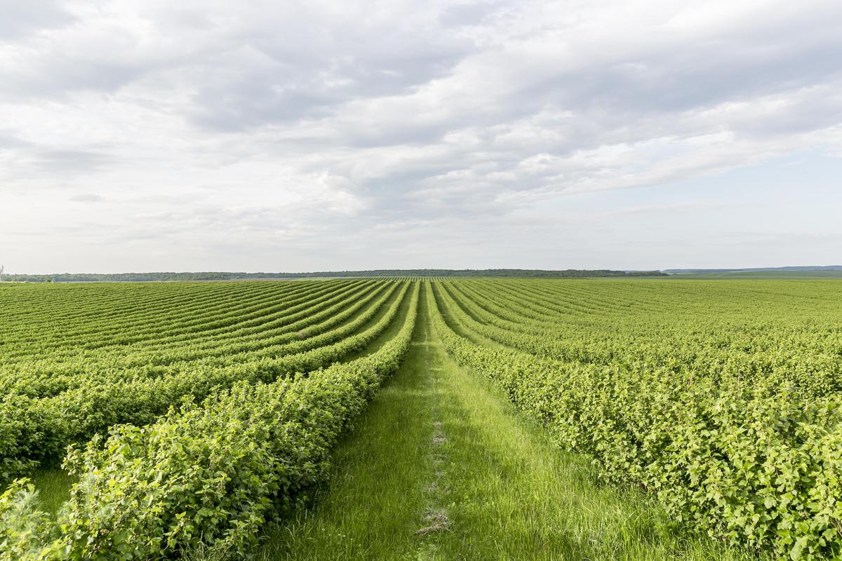 Franquias de agronegócios levam tecnologias e inovações para atender demandas especializadas do campo