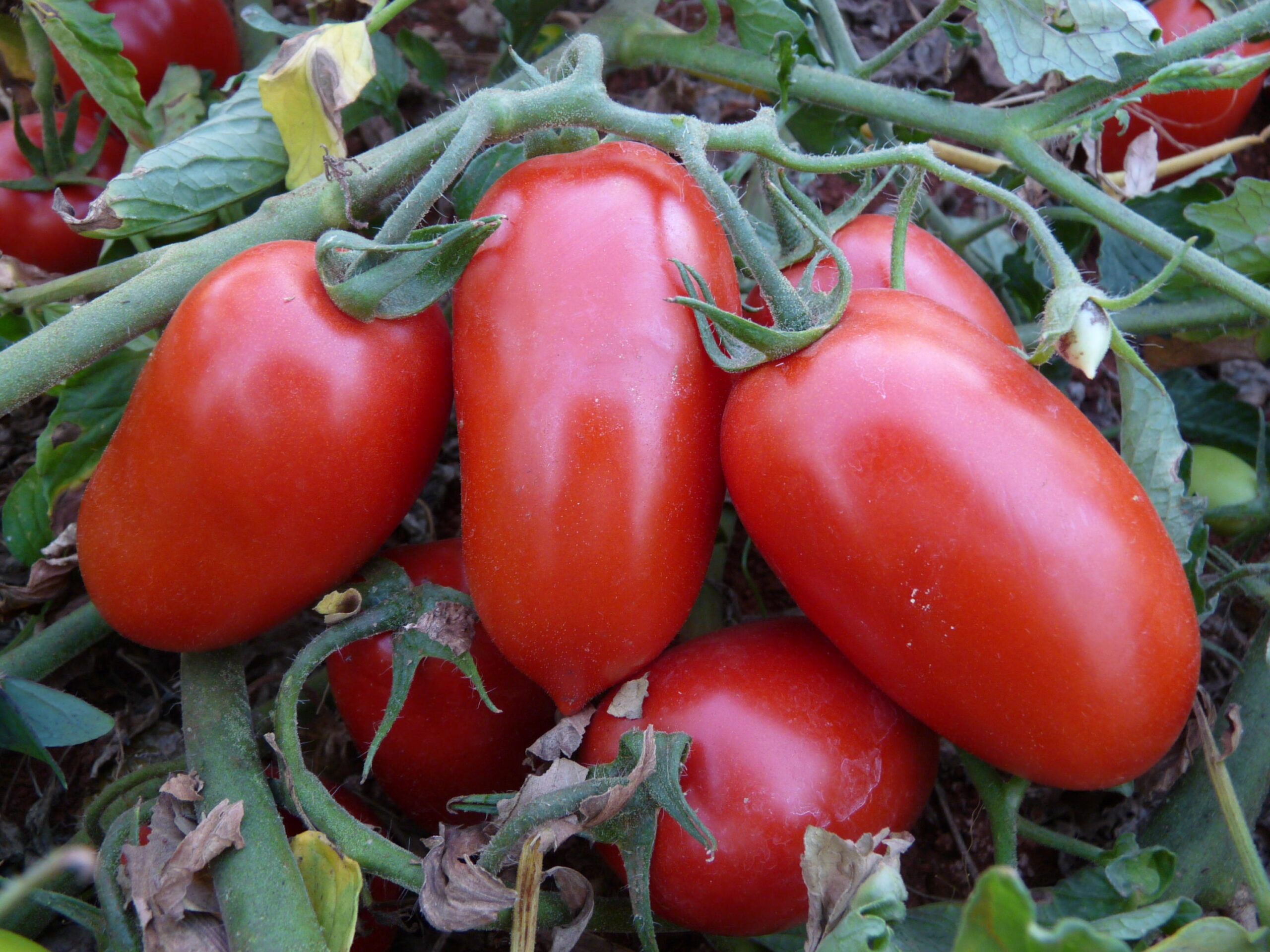 Líder na produção de tomate, Goiás deve crescer 36,6% na atual safra