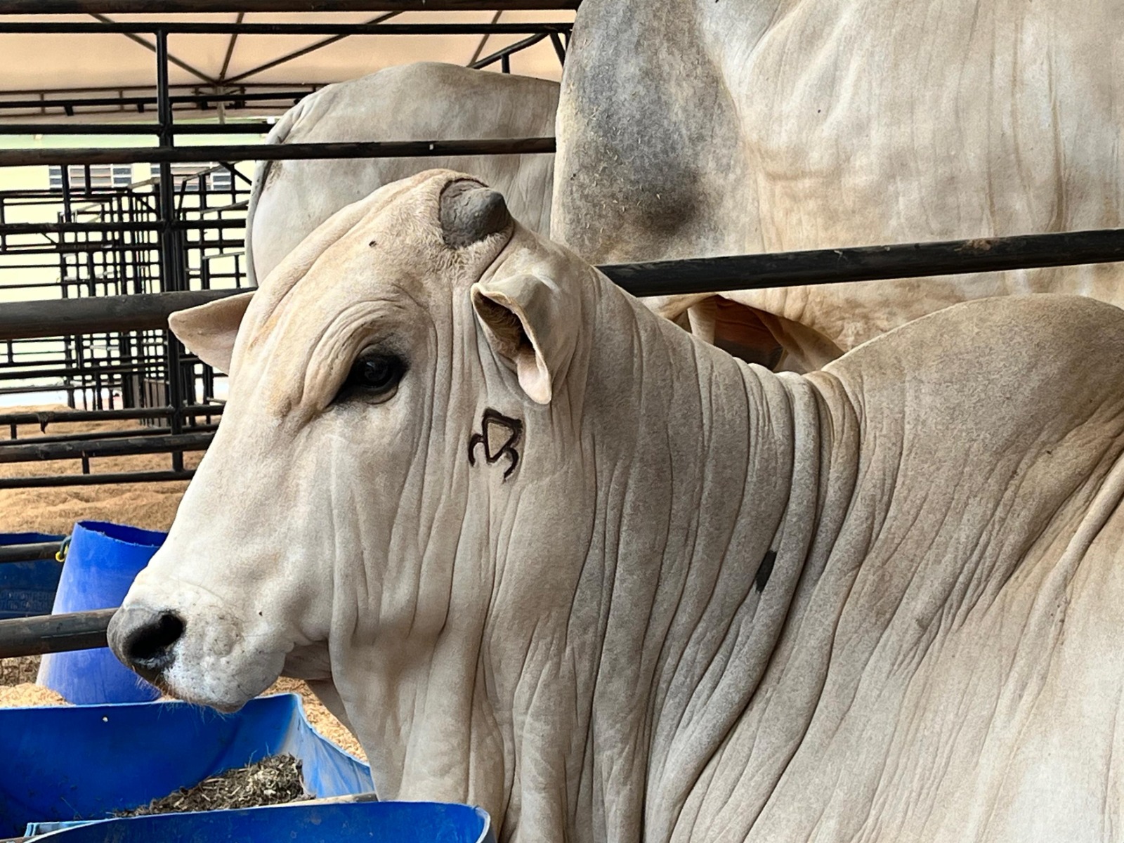 Programa Pró-Genética marca presença na 56ª edição da Expoagro em Cuiabá