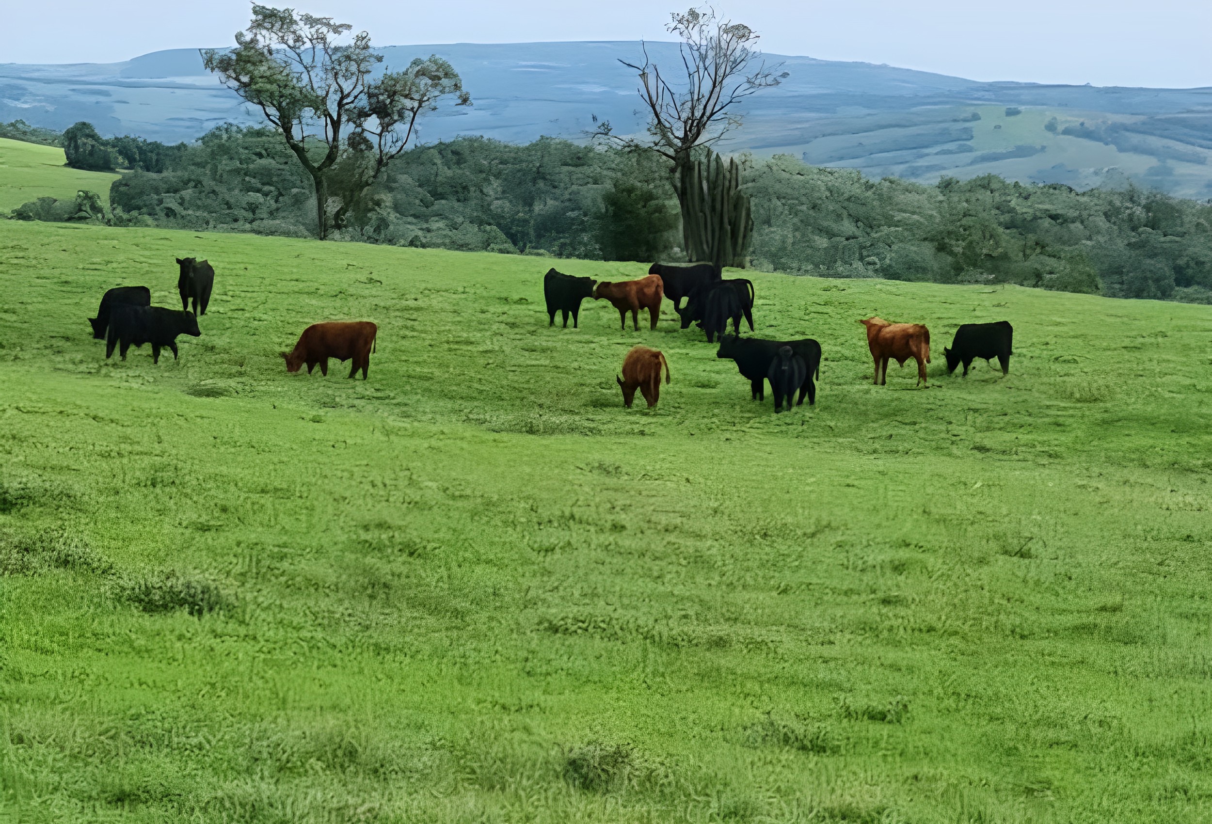 Tecnologia usada em pastagens de inverno aumenta produtividade e lucro para pecuaristas