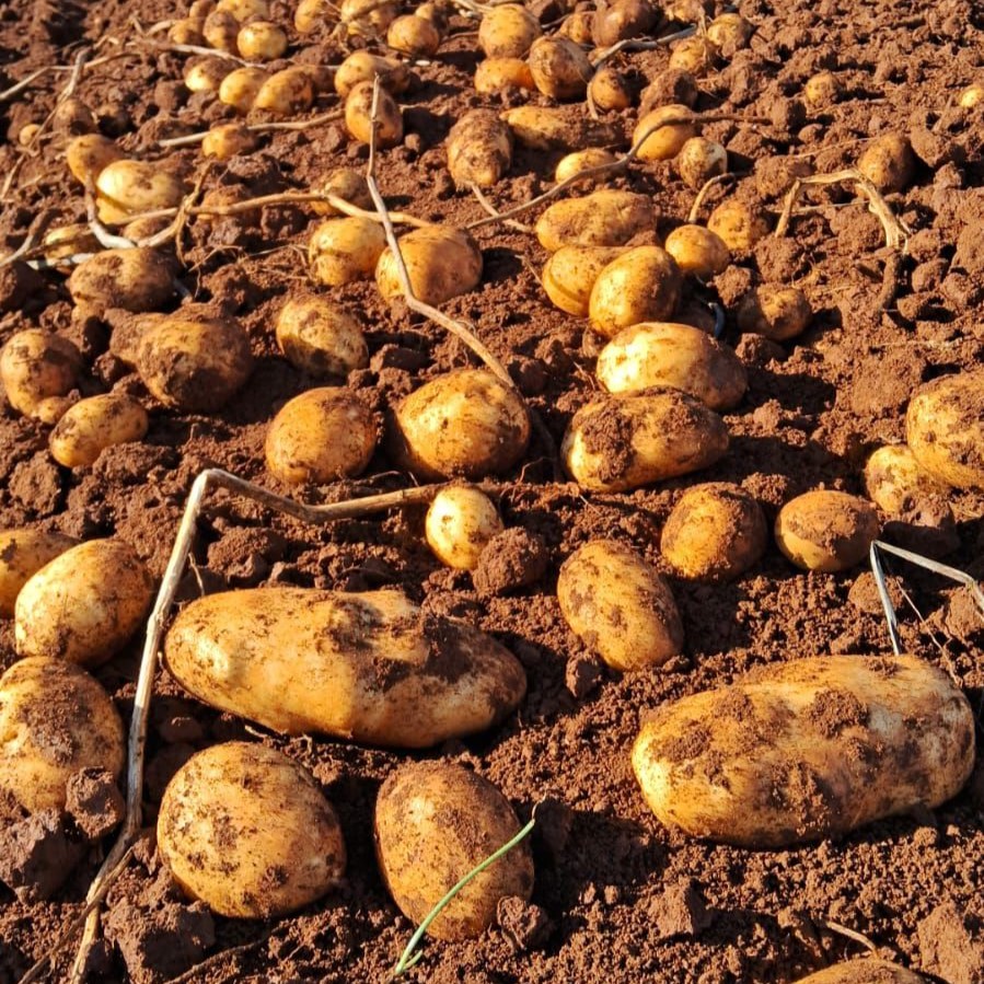 Adubação de cobertura incrementa o rendimento no cultivo da batata