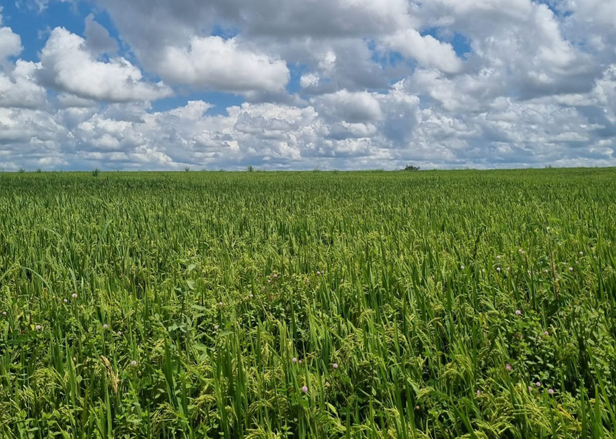 Zarc aponta 80% de chance de sucesso para plantio de arroz irrigado em grande parte do Tocantins