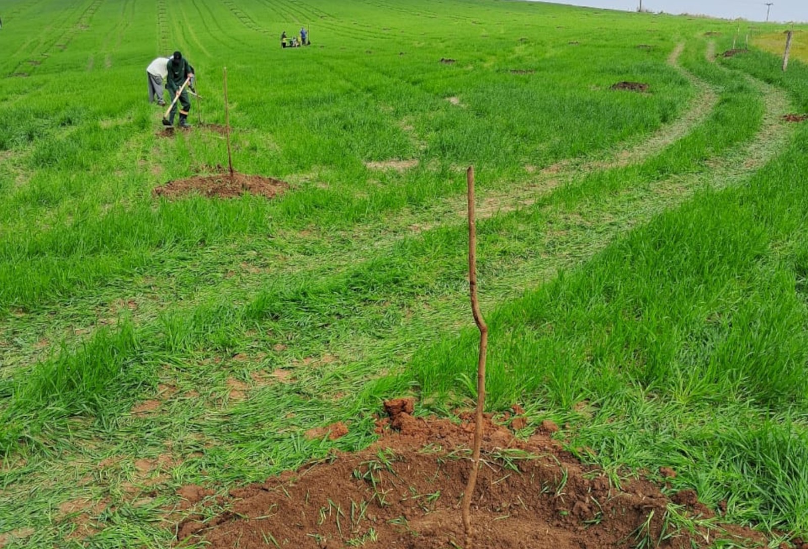 Técnico explica cuidados com pomares de pecan durante o inverno