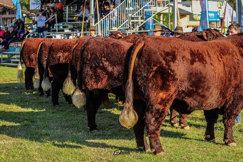 Abertas as inscrições para Devon e Bravon na Expointer 2024