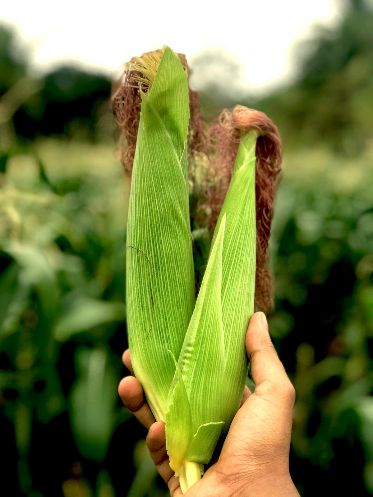 Alimentos e biocombustíveis na cadeia do milho ganham reforço dos biológicos