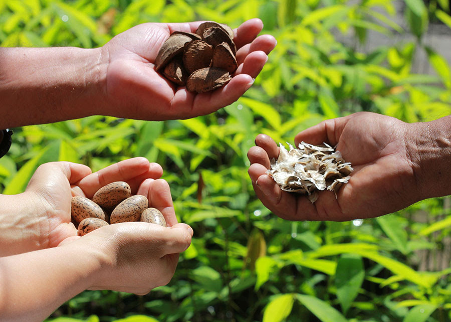 Falta de clareza do conceito de bioeconomia pode ser prejudicial à Amazônia