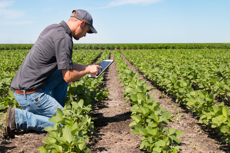 Desafio de startups do agro busca solução para rastreamento e gestão do inventário de amostras de folhas de soja