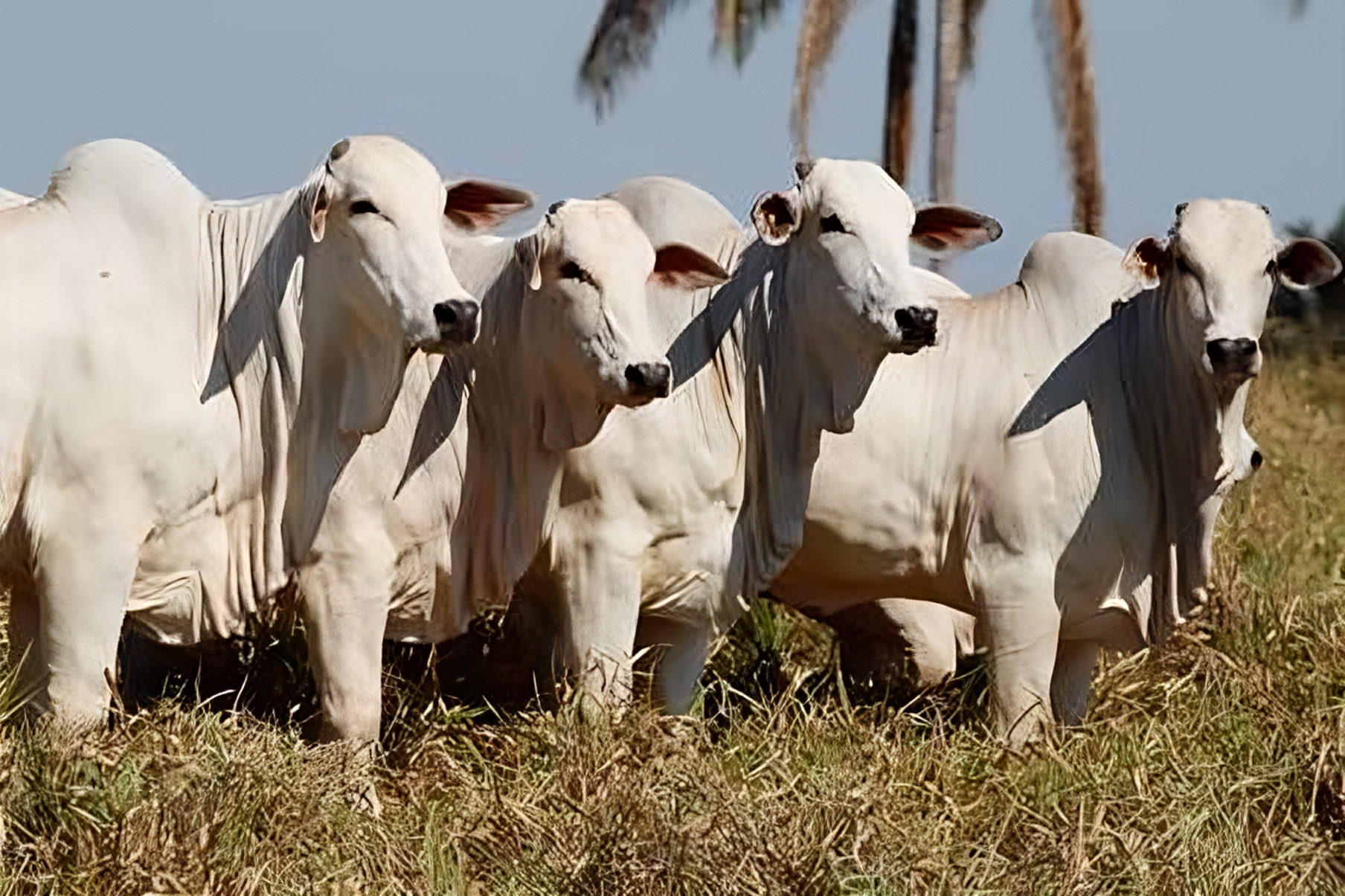 Pacote nutricional personalizado ajuda Fazenda Jaburi a ter sucesso na pecuária em Rondônia