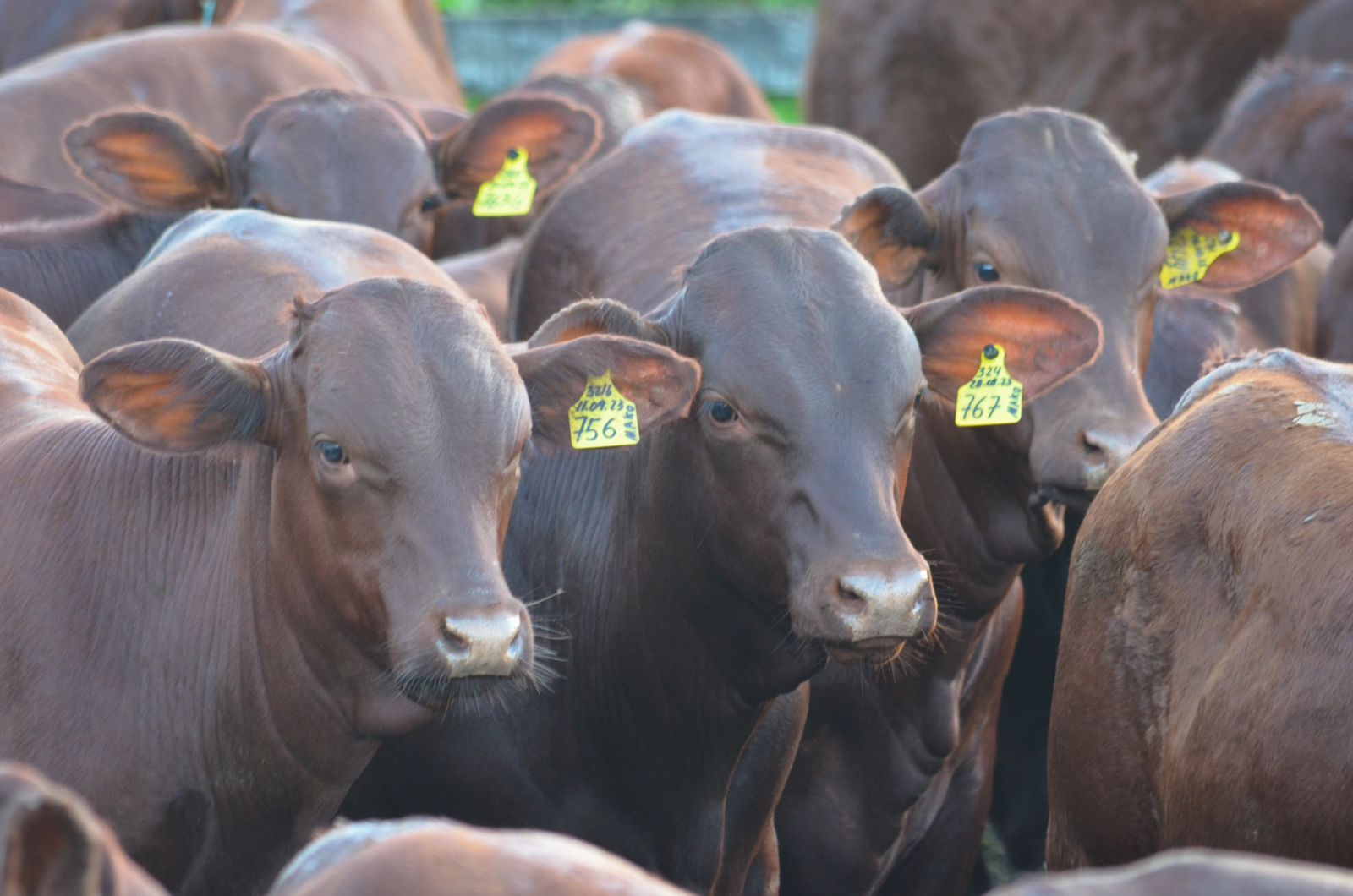 Santa Gertrudis surpreende em prova de desempenho a pasto realizada no Nordeste