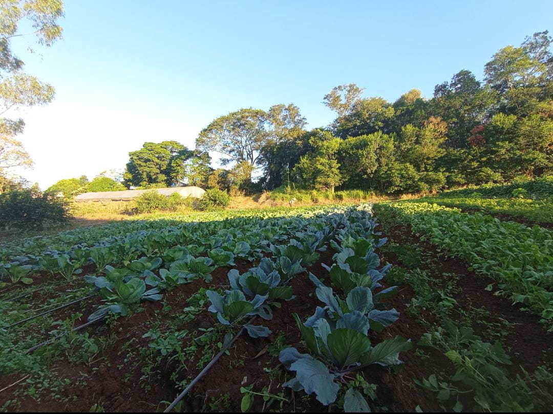 Visão de futuro: empresa rural migra da bovinocultura leiteira para olericultura