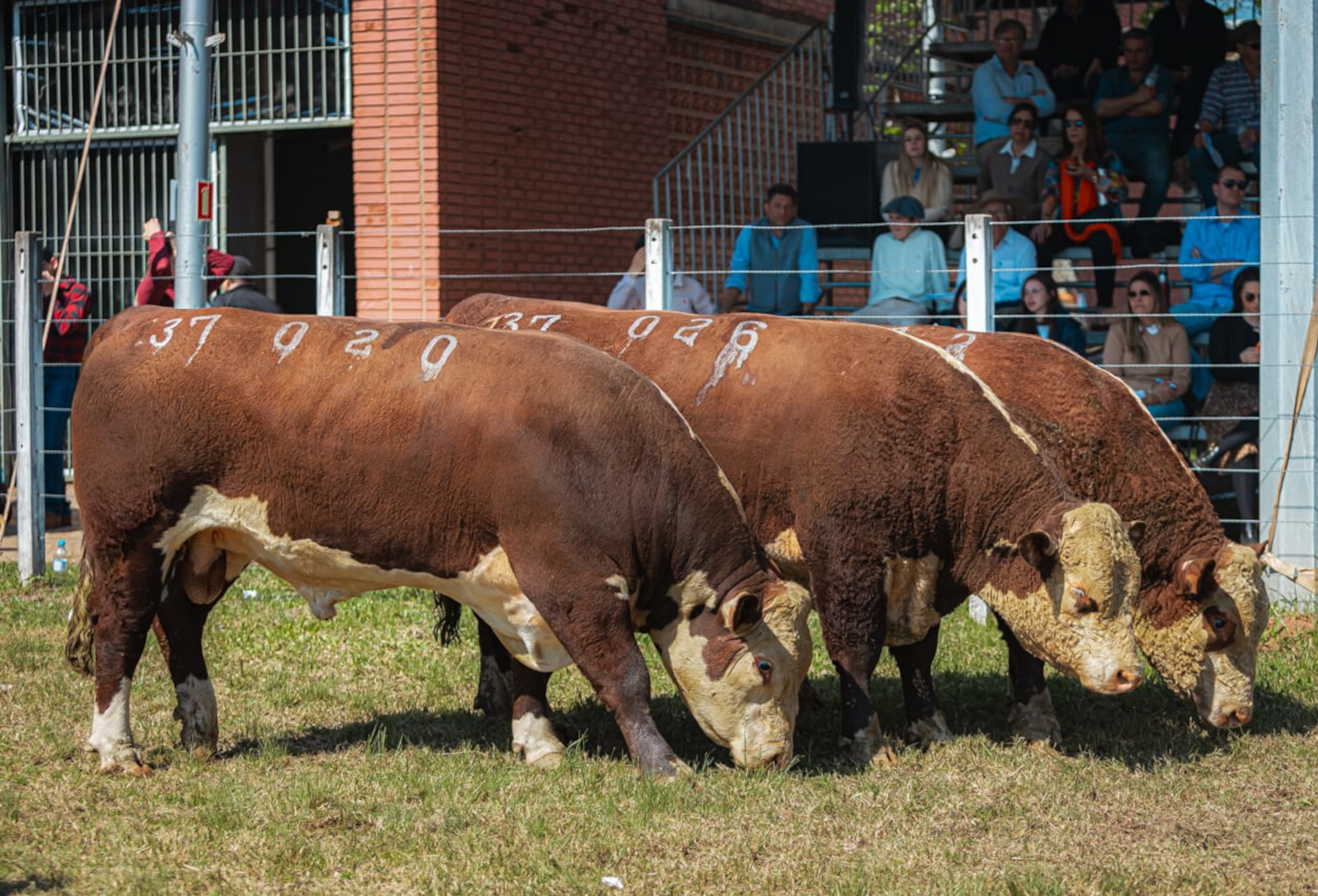 Raças Hereford e Braford estarão presentes na primeira Fenagen em Pelotas