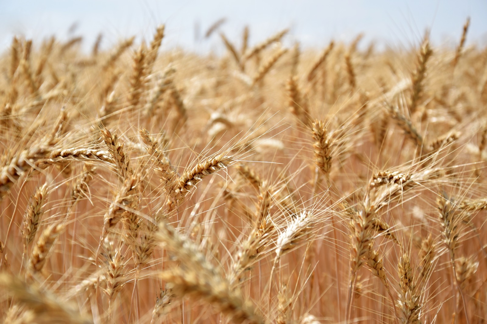 Hedge de trigo permite lucratividade mesmo em períodos de incerteza