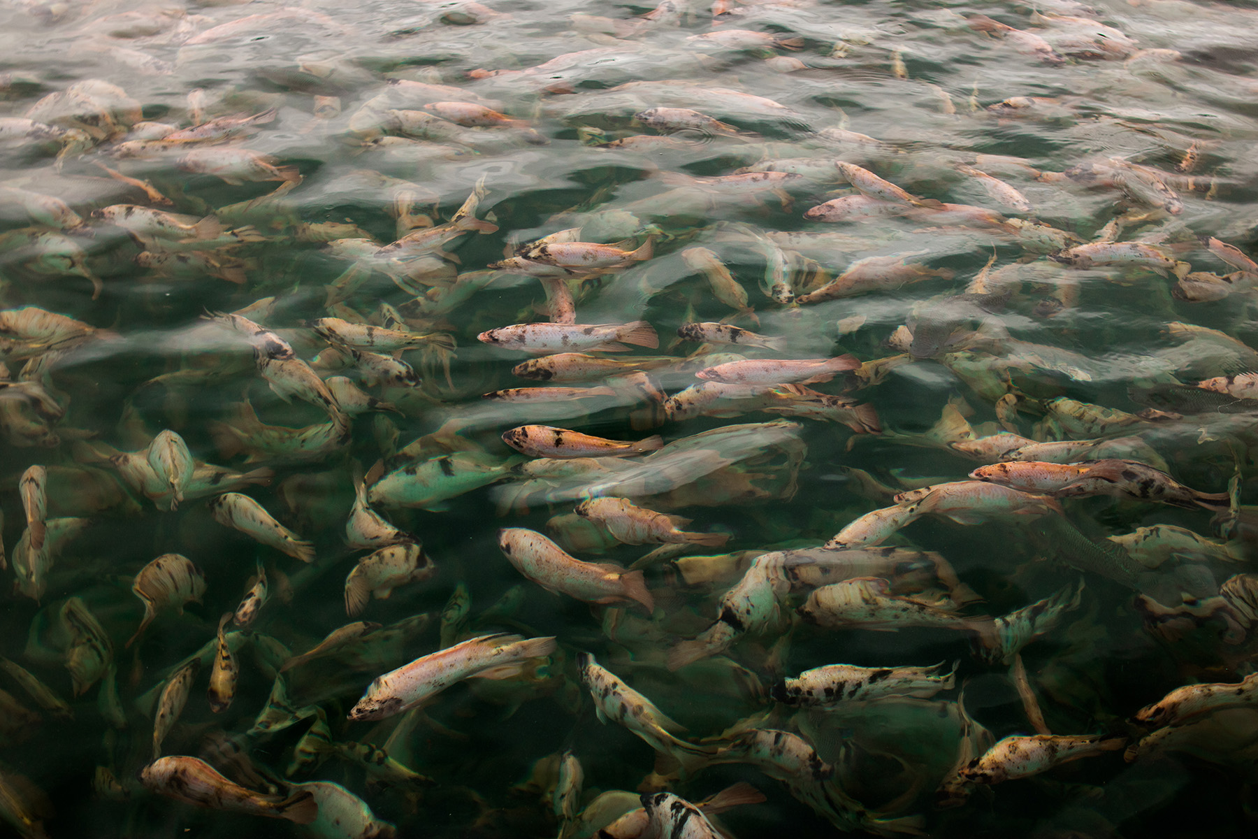 Fider Pescados discute o futuro da produção de peixes de cultivo no SIAVS