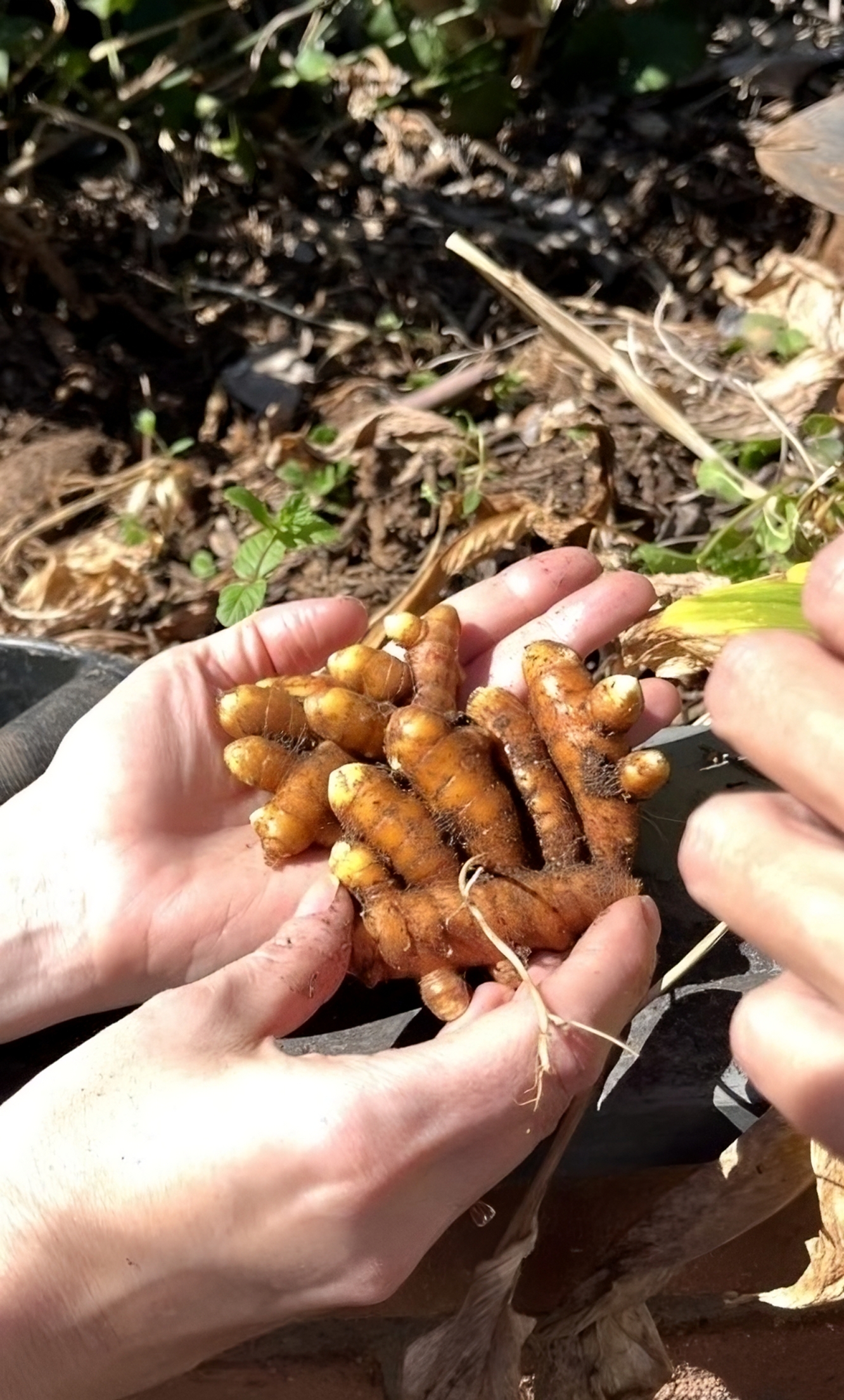 Viva Regenera utiliza sistemas agroflorestais no Sitião Agroflorestal para cultivar sua Cúrcuma Ativada da Floresta